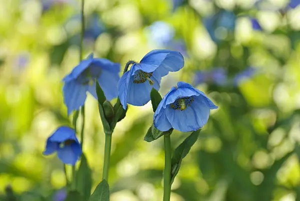 496168 - Himalayan blue poppy (Meconopsis betonicifolia)