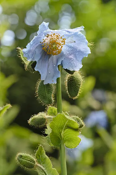 521014 - Himalayan blue poppy (Meconopsis betonicifolia)