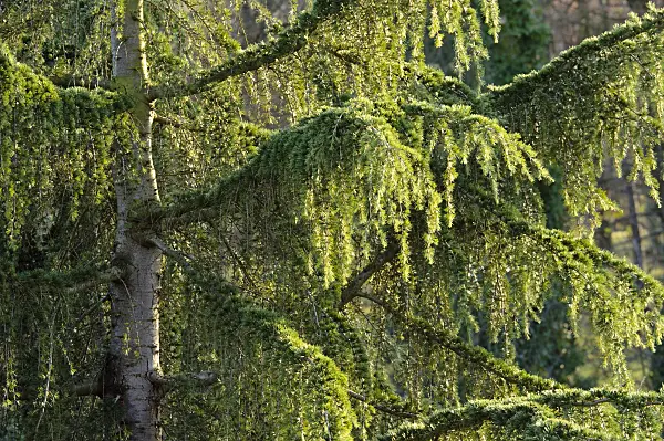 479009 - Himalayan cedar (Cedrus deodara)
