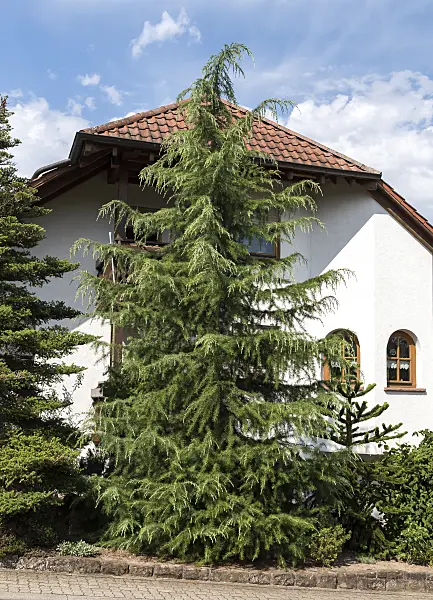 651154 - Himalayan cedar (Cedrus deodara)