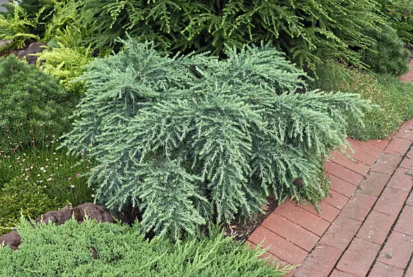 471372 - Himalayan cedar (Cedrus deodara 'Feelin Blue')