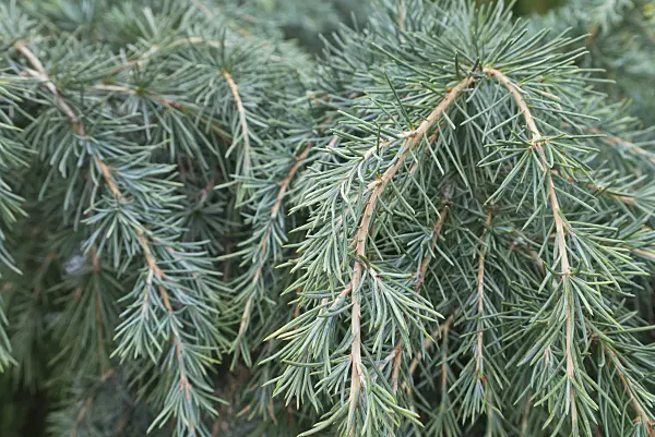 542006 - Himalayan cedar (Cedrus deodara 'Feelin Blue')