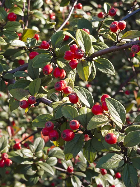 418067 - Himalayan cotoneaster (Cotoneaster simonsii)