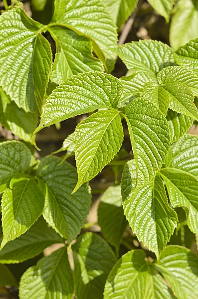 533267 - Himalayan creeper (Parthenocissus himalaica)