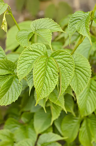 533284 - Himalayan creeper (Parthenocissus himalaica)