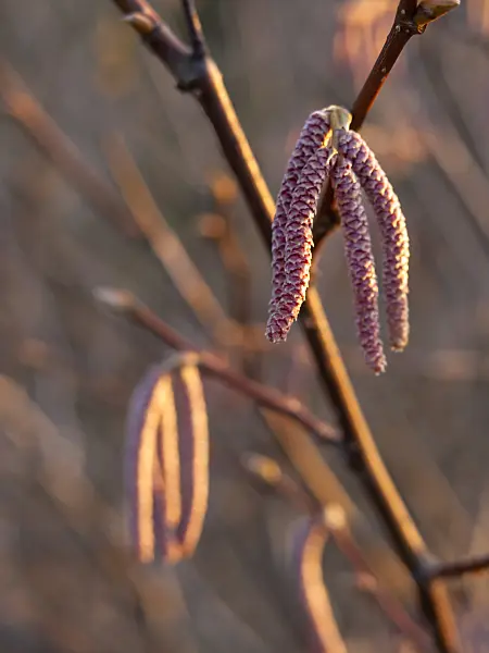 432011 - Himalayan hazel (Corylus ferox)