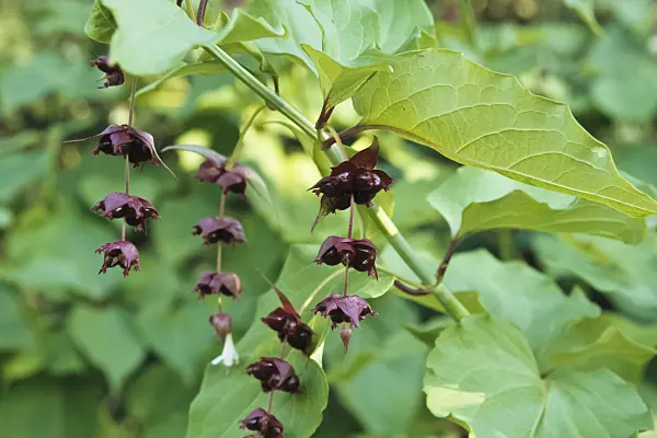 433202 - Himalayan honeysuckle (Leycesteria formosa)