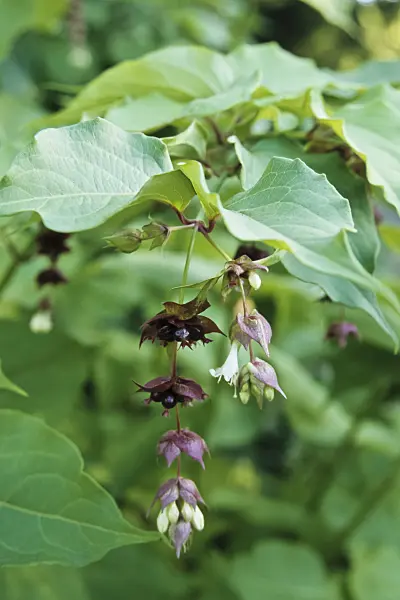 433203 - Himalayan honeysuckle (Leycesteria formosa)