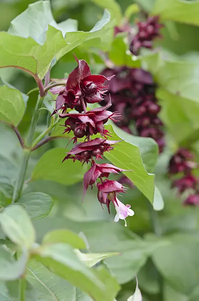 525332 - Himalayan honeysuckle (Leycesteria formosa)