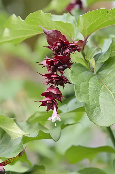 525333 - Himalayan honeysuckle (Leycesteria formosa)