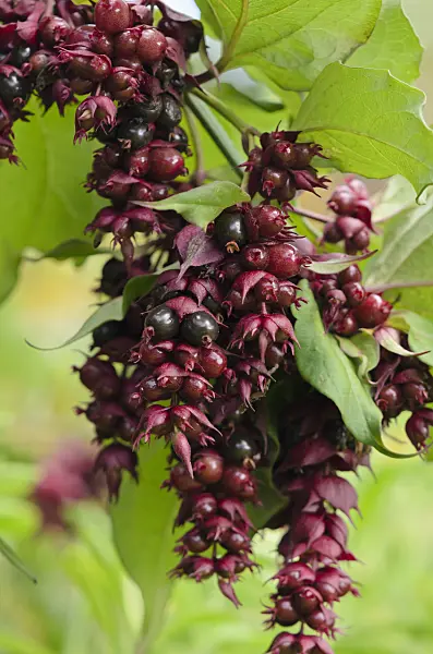 525334 - Himalayan honeysuckle (Leycesteria formosa)