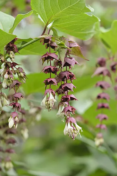535204 - Himalayan honeysuckle (Leycesteria formosa)