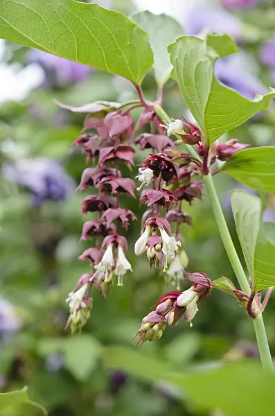 535205 - Himalayan honeysuckle (Leycesteria formosa)
