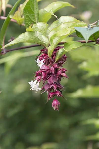 651365 - Himalayan honeysuckle (Leycesteria formosa)