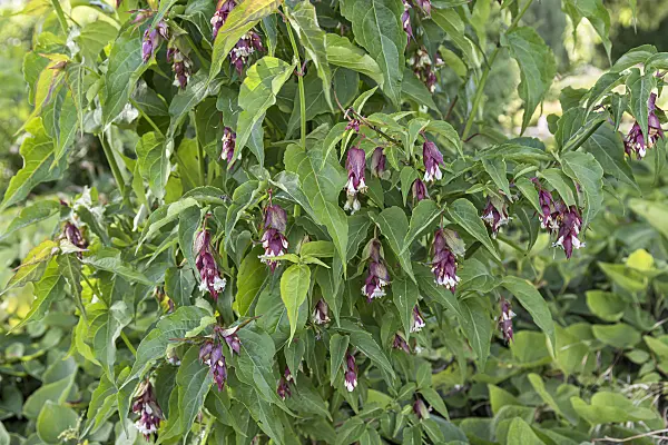 651366 - Himalayan honeysuckle (Leycesteria formosa)