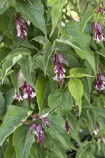 651367 - Himalayan honeysuckle (Leycesteria formosa)