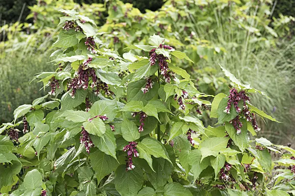 651368 - Himalayan honeysuckle (Leycesteria formosa)