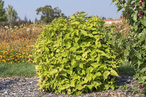 635060 - Himalayan honeysuckle (Leycesteria formosa 'Golden Lanterns')