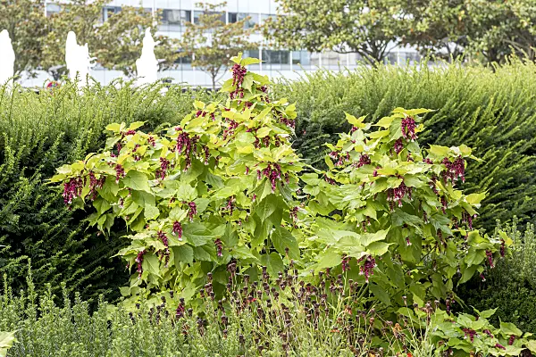 638151 - Himalayan honeysuckle (Leycesteria formosa 'Golden Lanterns')