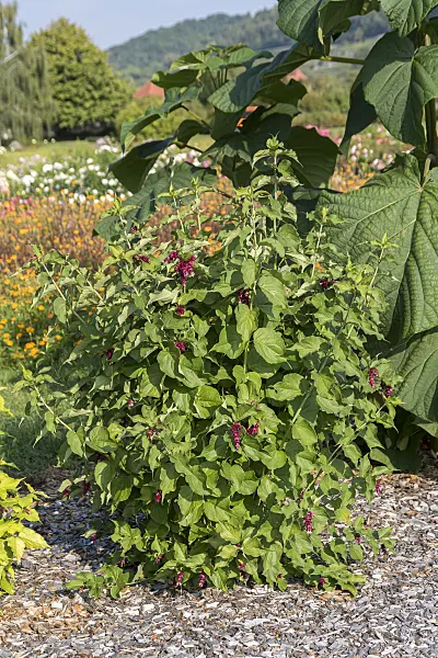 635058 - Himalayan honeysuckle (Leycesteria formosa 'Purple Rain')