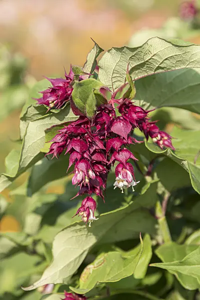 635059 - Himalayan honeysuckle (Leycesteria formosa 'Purple Rain')