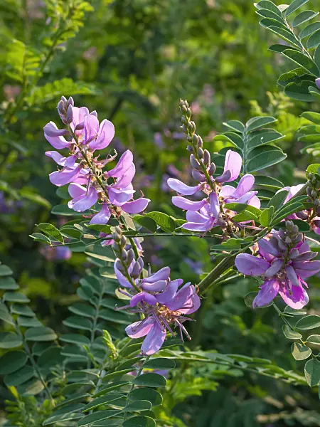 403077 - Himalayan indigo (Indigofera heterantha syn. Indigofera gerardiana)