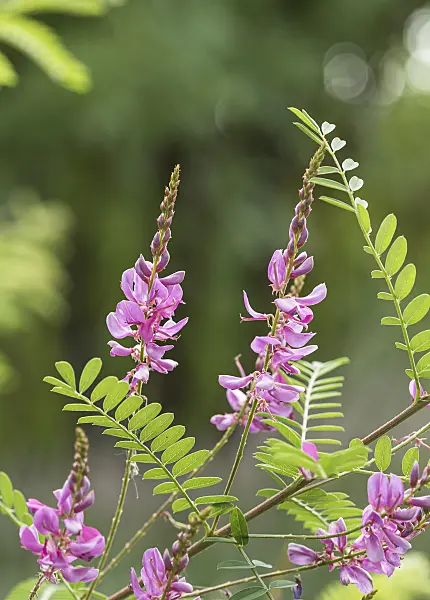 651350 - Himalayan indigo (Indigofera heterantha syn. Indigofera gerardiana)