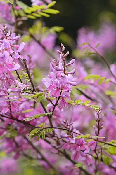 533492 - Himalayan indigo (Indigofera himalayensis 'Silk Road')