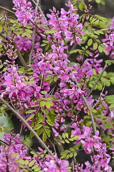 533493 - Himalayan indigo (Indigofera himalayensis 'Silk Road')