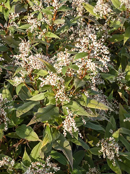 453015 - Himalayan knotweed (Aconogonon lichiangense syn. Polygonum lichiangense)