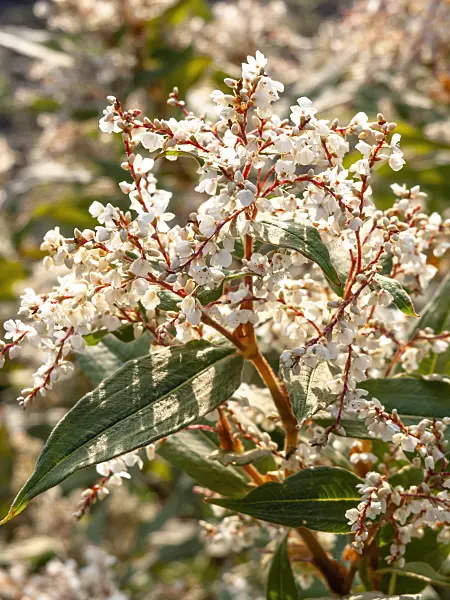 453016 - Himalayan knotweed (Aconogonon lichiangense syn. Polygonum lichiangense)