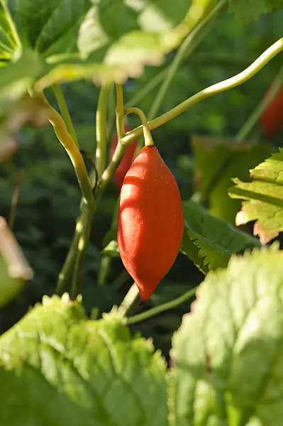 475123 - Himalayan mayapple (Podophyllum hexandrum 'Majus')