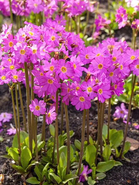 436262 - Himalayan meadow primrose (Primula rosea)