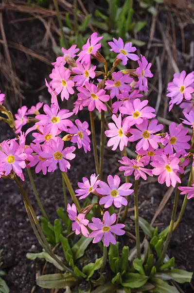 471076 - Himalayan meadow primrose (Primula rosea)