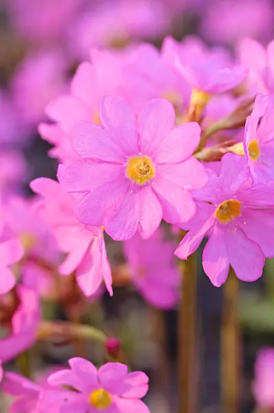 471079 - Himalayan meadow primrose (Primula rosea)