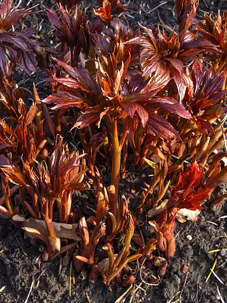 458011 - Himalayan peony (Paeonia emodi)