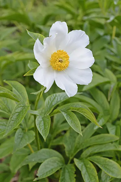 472094 - Himalayan peony (Paeonia emodi)