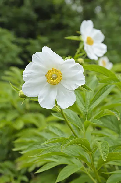 496110 - Himalayan peony (Paeonia emodi)