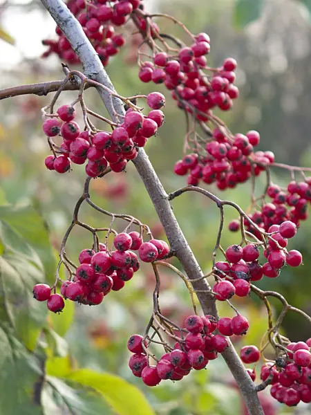 419001 - Himalayan tree cotoneaster (Cotoneaster frigidus)