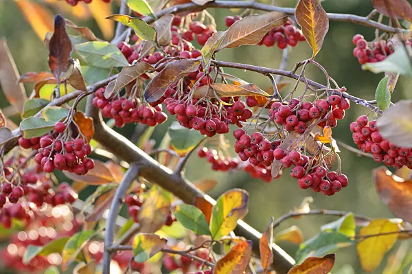 466051 - Himalayan tree cotoneaster (Cotoneaster frigidus)