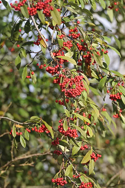 466087 - Himalayan tree cotoneaster (Cotoneaster frigidus 'Vicaryi')