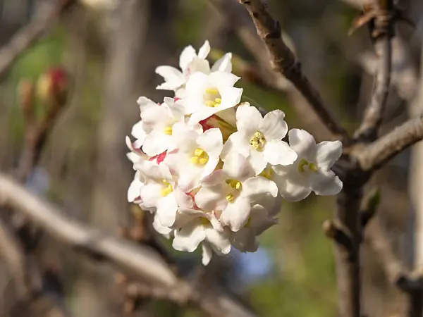 457047 - Himalayan viburnum (Viburnum grandiflorum)