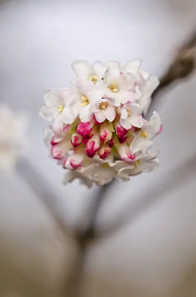 528021 - Himalayan viburnum (Viburnum grandiflorum)