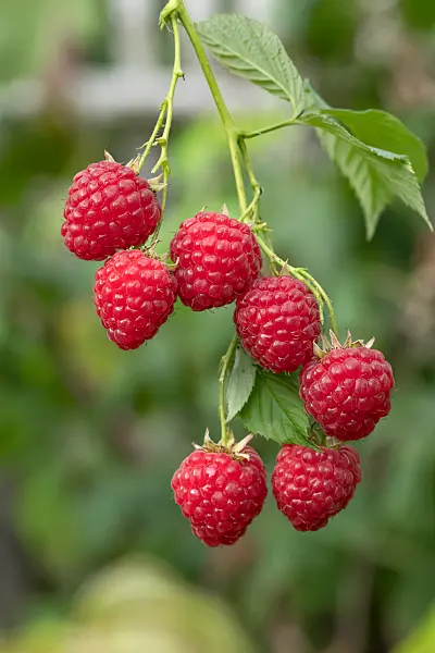 675360 - Himbeere (Rubus idaeus 'Himbo Top')