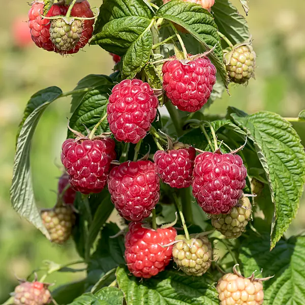 675361 - Himbeere (Rubus idaeus 'Little Sweet Sister')