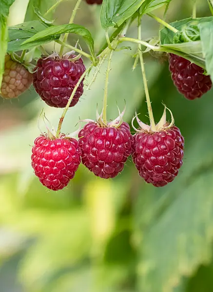 675356 - Himbeere (Rubus idaeus 'Polka')