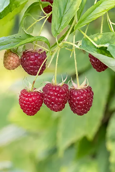 675357 - Himbeere (Rubus idaeus 'Polka')
