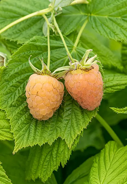 675358 - Himbeere (Rubus idaeus 'Twotimer Gelbe Sugana')