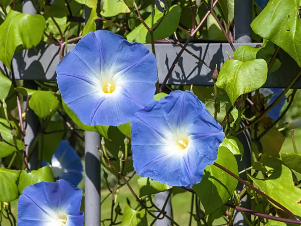 464002 - Himmelblaue Prunkwinde (Ipomoea tricolor)