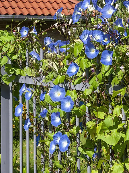 464003 - Himmelblaue Prunkwinde (Ipomoea tricolor)
